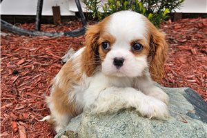 Dasha - Cavalier King Charles Spaniel for sale