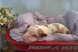 Poppy - puppy for sale