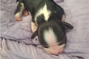 Pamela - puppy for sale