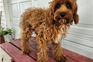 Emmett - Cavapoo for sale