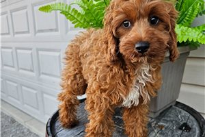 Emmett - Cavapoo for sale