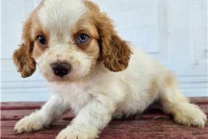 Spade - Cavapoo for sale