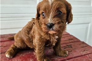 Suki - Cavapoo for sale
