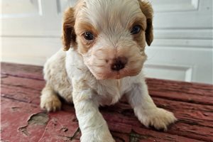 Spade - puppy for sale