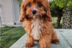 Emerson - puppy for sale