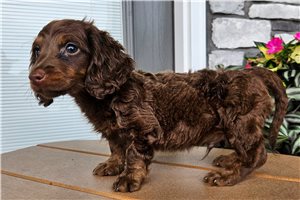 Tyson - puppy for sale