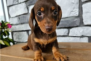 Tycho - puppy for sale