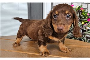 Tyler - Dachshund, Mini for sale
