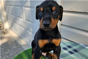 Holden - Doberman Pinscher for sale