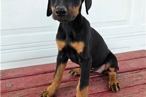 Hannah - Doberman Pinscher for sale