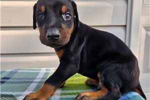 Hendrick - Doberman Pinscher for sale