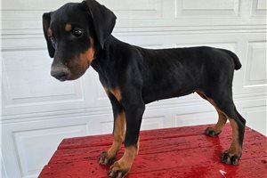 Hillary - Doberman Pinscher for sale