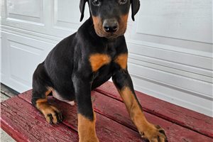 Hendrick - Doberman Pinscher for sale