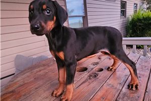 Hannah, a Doberman Pinscher puppy