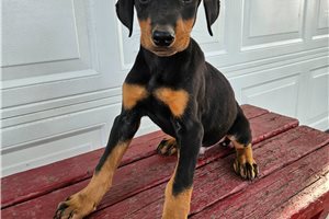 Holden - Doberman Pinscher for sale
