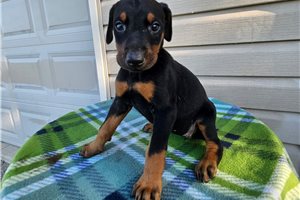 Hazel - puppy for sale