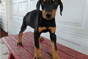Hickory - Doberman Pinscher for sale
