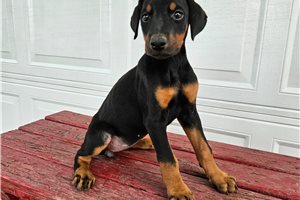 Hillary - Doberman Pinscher for sale