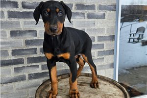 Nico - Doberman Pinscher for sale