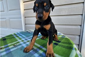 Hera - Doberman Pinscher for sale