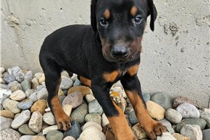 Heath - Doberman Pinscher for sale