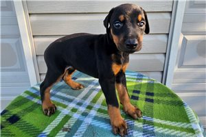 Harley - puppy for sale