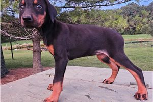 Hera - Doberman Pinscher for sale