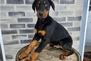 Nico - Doberman Pinscher for sale