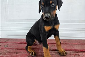 Hendrick - Doberman Pinscher for sale