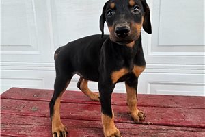 Hannah - Doberman Pinscher for sale
