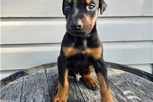 Hickory - puppy for sale