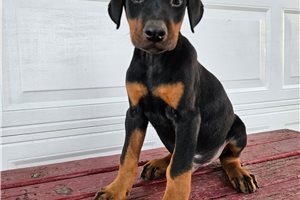 Heath - Doberman Pinscher for sale