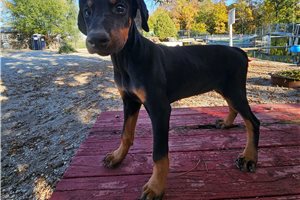 Hazel - Doberman Pinscher for sale