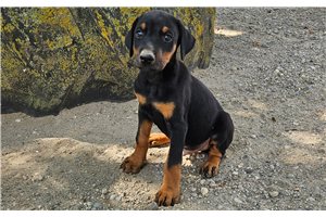 Holden - Doberman Pinscher for sale