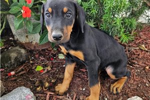 Hillary - Doberman Pinscher for sale