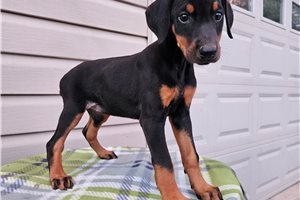 Hazel - Doberman Pinscher for sale