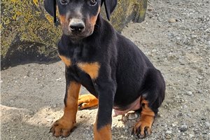 Holden - Doberman Pinscher for sale