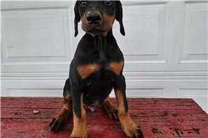 Harley - Doberman Pinscher for sale