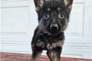 Mercy - puppy for sale
