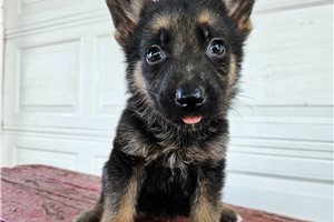 Midge - puppy for sale