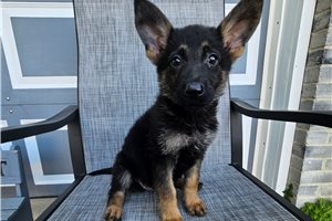 Marquis - German Shepherd for sale