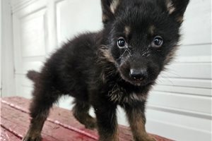 Marquis - puppy for sale