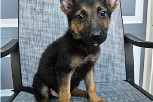 Marvin - German Shepherd for sale