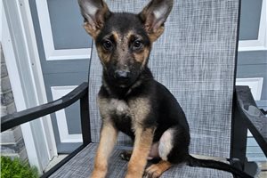 Marvin - German Shepherd for sale