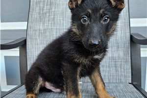Mason - German Shepherd for sale