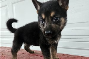 Marty - puppy for sale