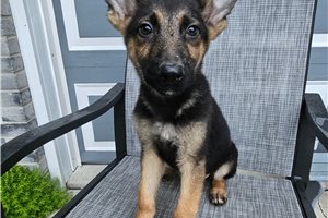 Midge - German Shepherd for sale