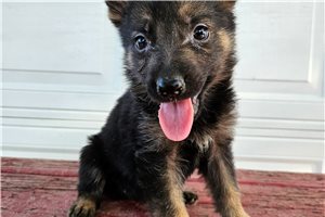 Mellow - puppy for sale
