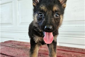 Melody - puppy for sale
