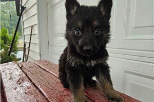 Mateo - puppy for sale